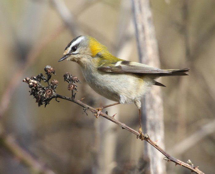 Firecrest