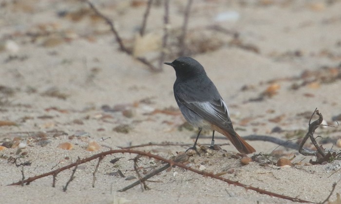 Black Redstart