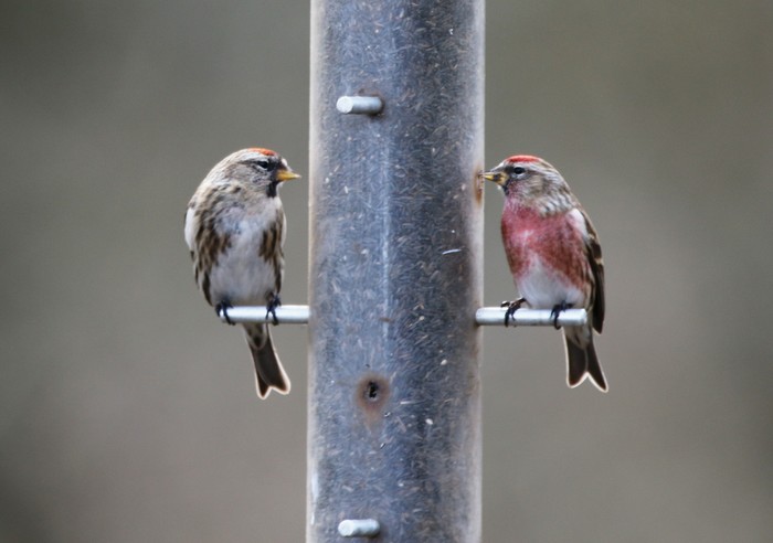 Mealy Redpoll