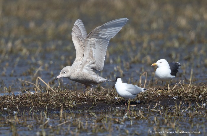 Glaucous Gull