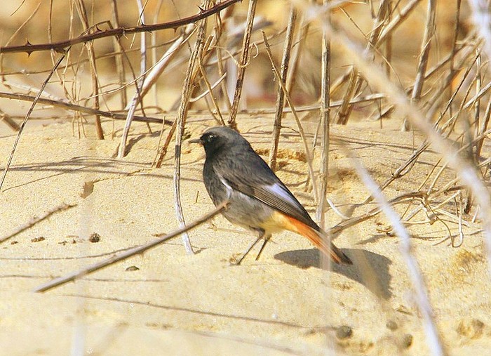 Black Redstart