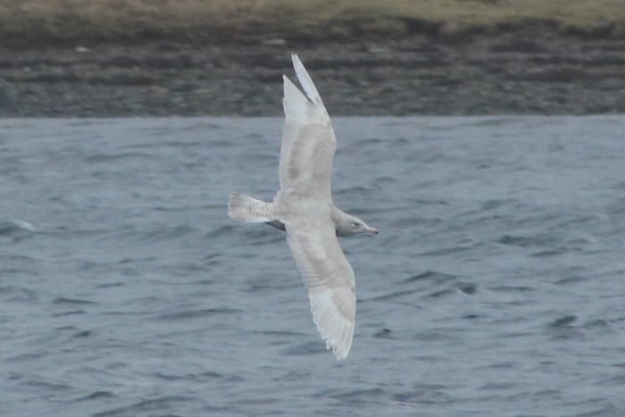 Glaucous Gull