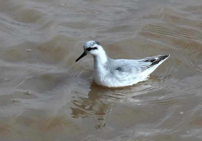 Grey Phalarope