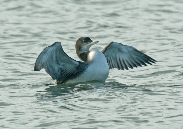 Great Northern Diver
