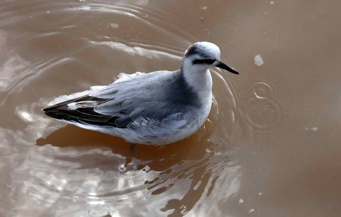 Grey Phalarope