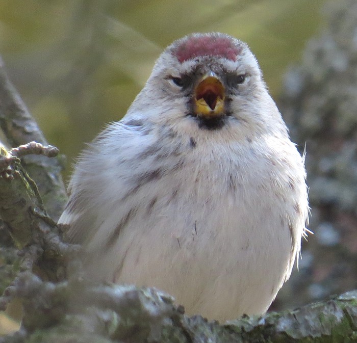 Coues's Arctic Redpoll