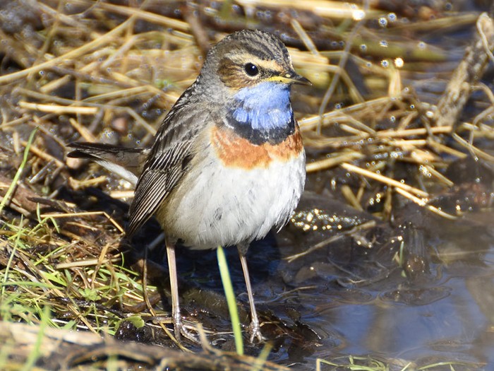 White-spotted Bluethroat