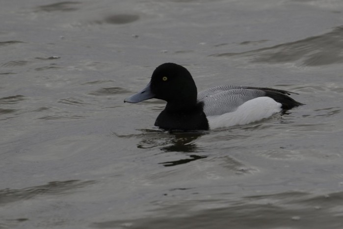 Scaup