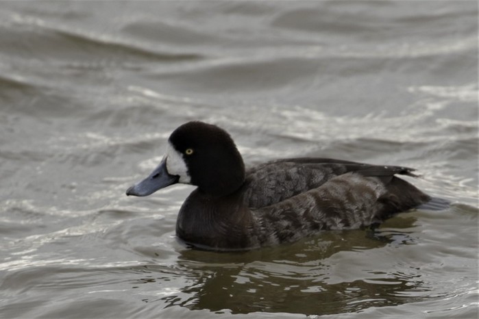 Scaup