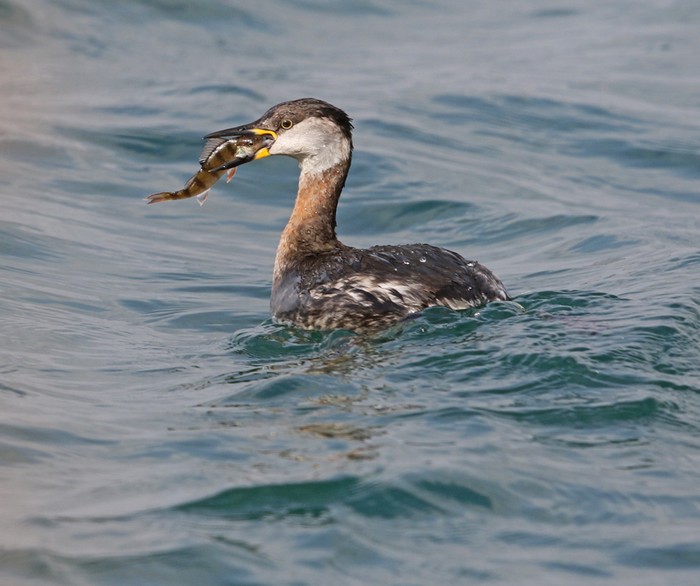 Red-necked Grebe