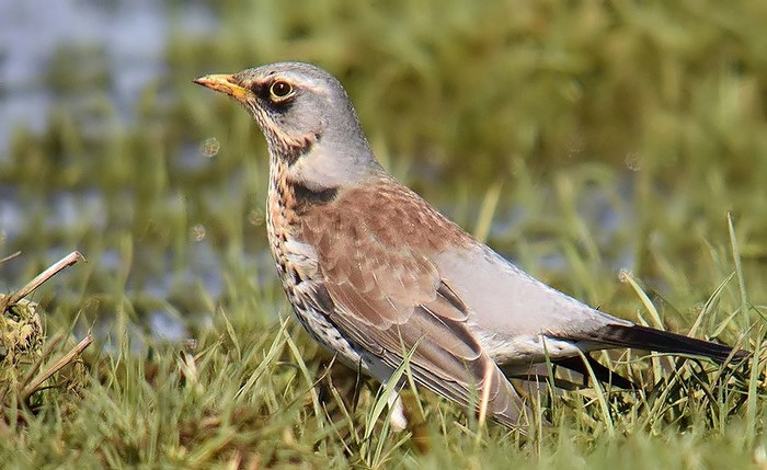 Fieldfare