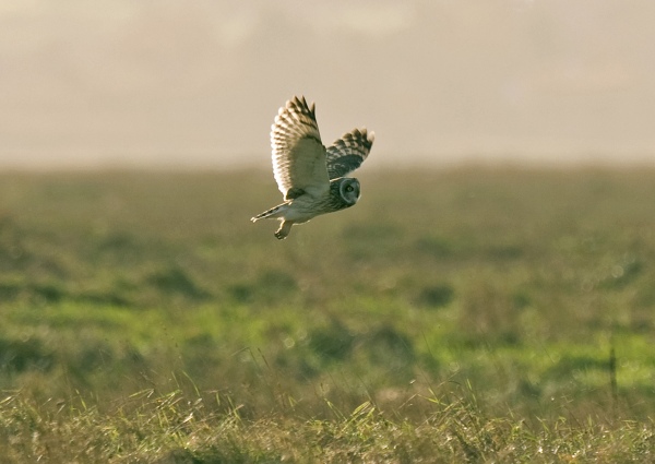 Short-eared Owl