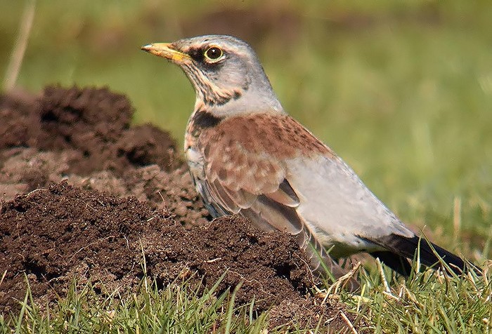 Fieldfare