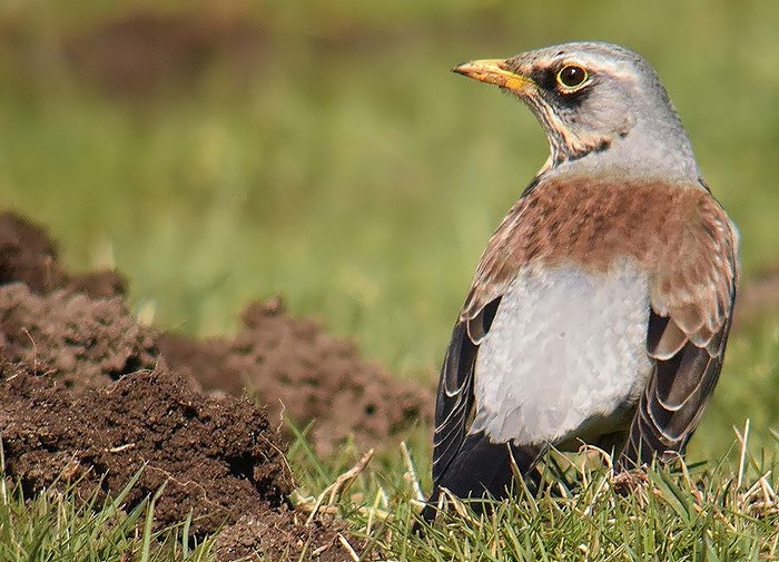 Fieldfare