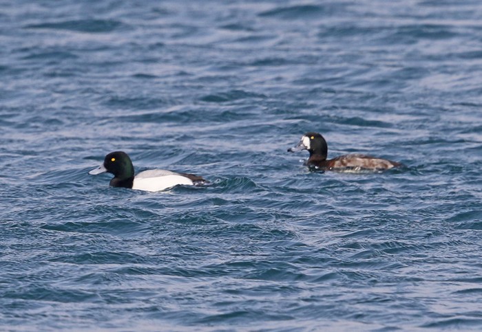 Scaup