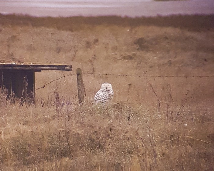 Snowy Owl