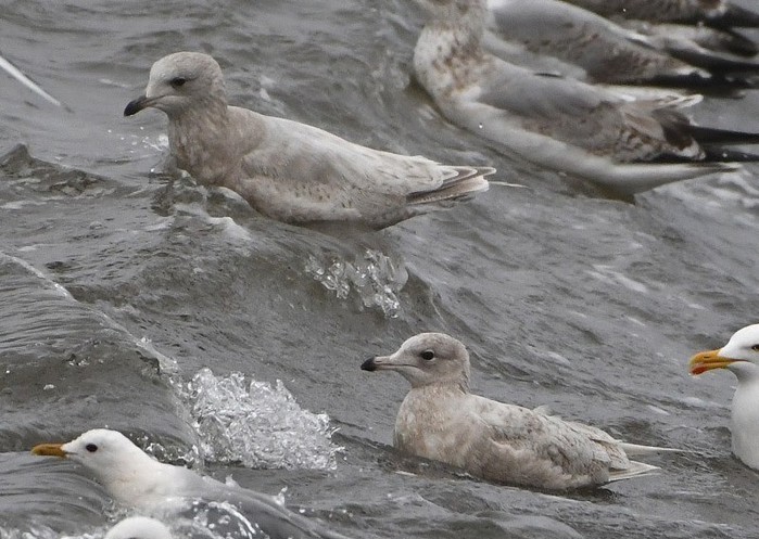 Kumlien's Gull