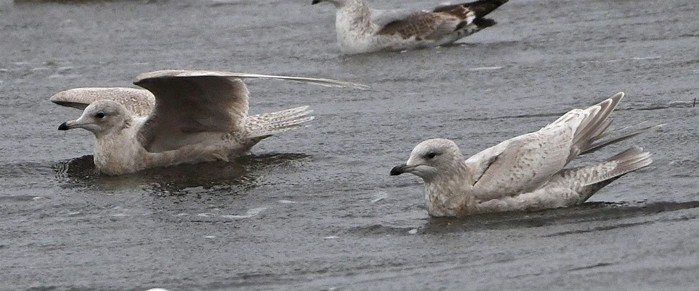 Kumlien's Gull