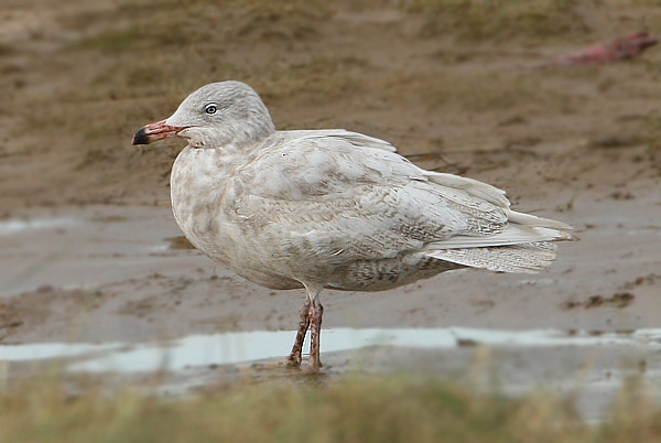 Glaucous Gull