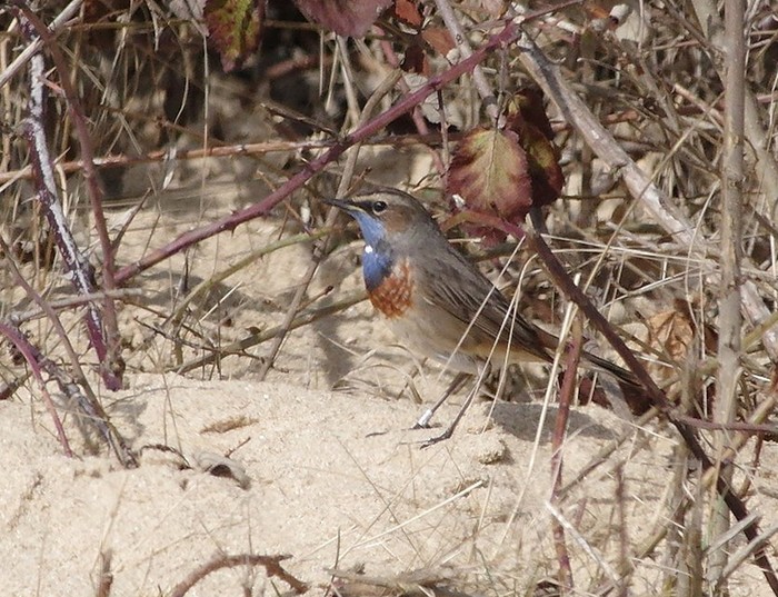 White-spotted Bluethroat