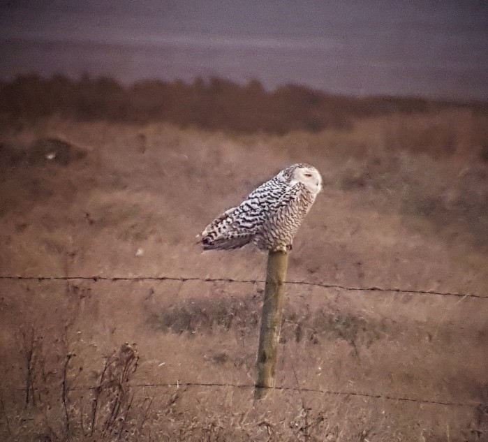 Snowy Owl