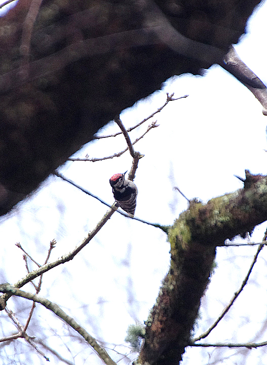 Lesser Spotted Woodpecker