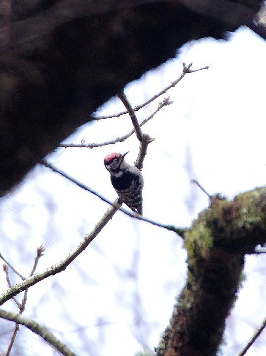 Lesser Spotted Woodpecker