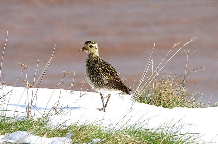 Golden Plover