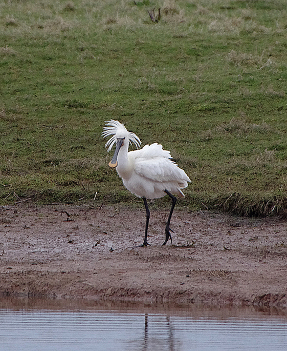 Spoonbill