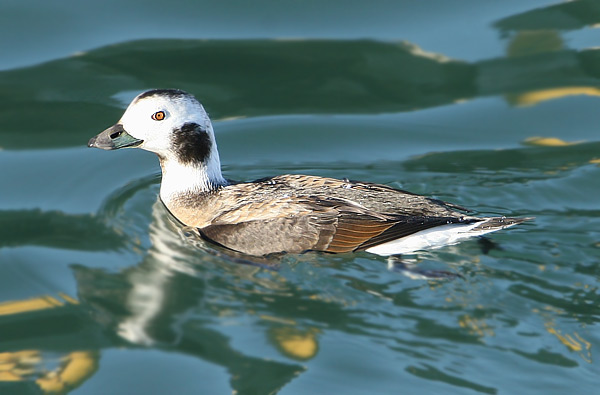 Long-tailed Duck