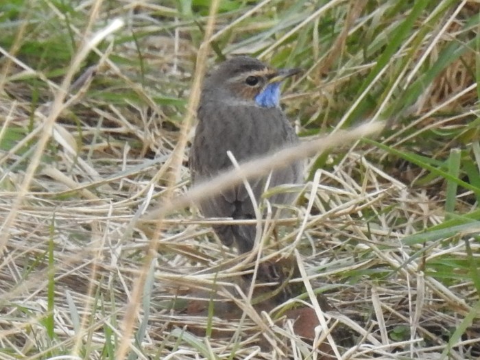 White-spotted Bluethroat