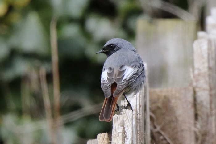 Black Redstart
