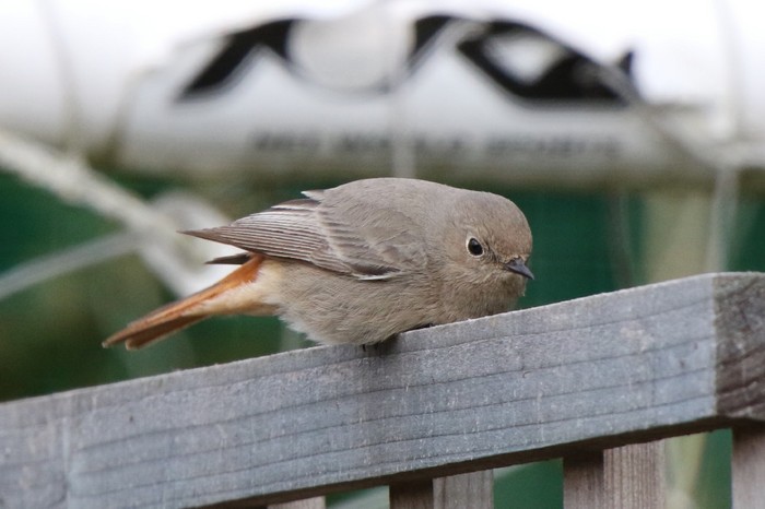 Black Redstart