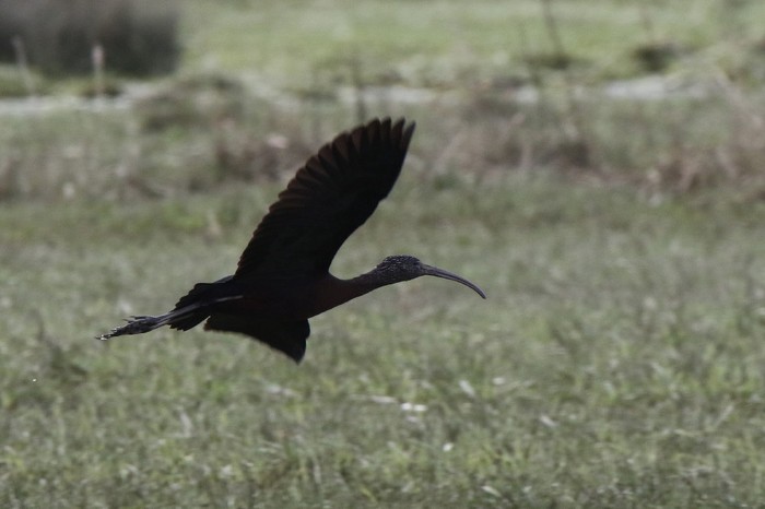 Glossy Ibis