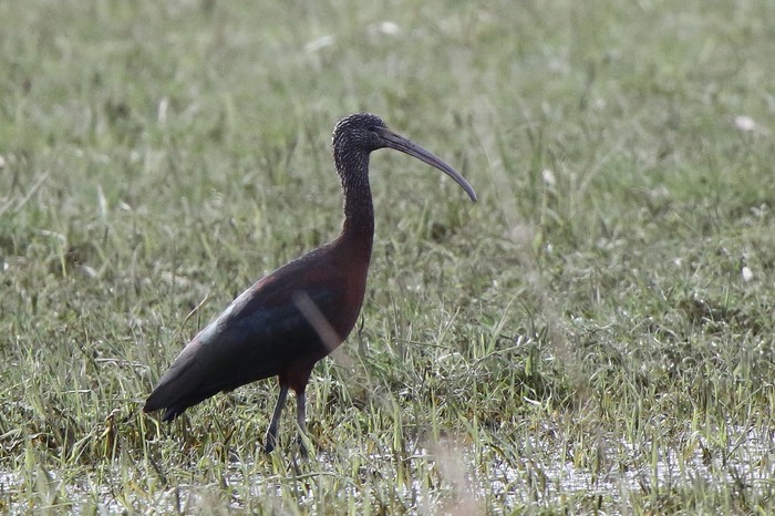 Glossy Ibis
