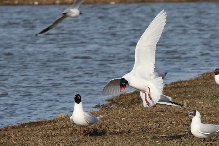 Mediterranean Gull
