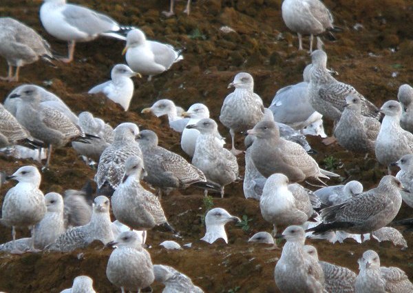 Glaucous Gull