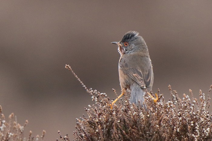 Dartford Warbler