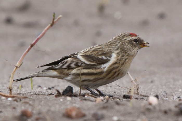 Lesser Redpoll