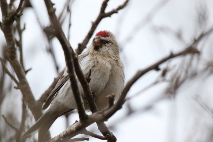 Coues's Arctic Redpoll