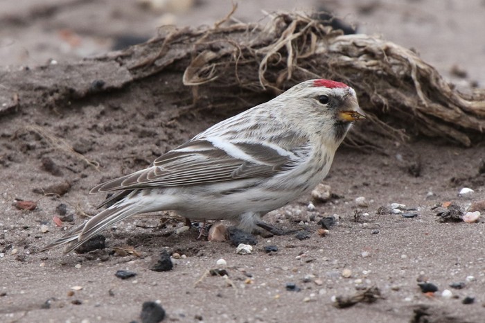 Coues's Arctic Redpoll