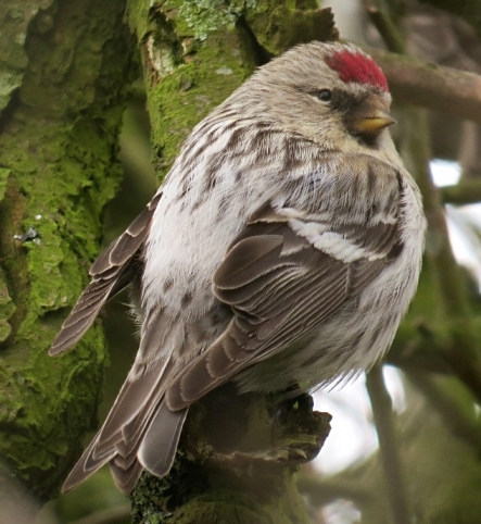 Coues's Arctic Redpoll