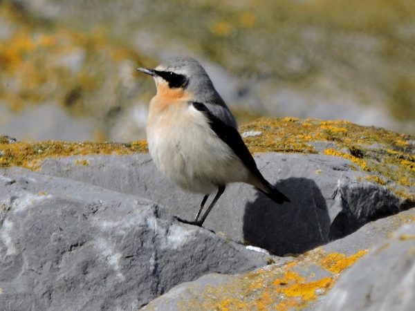 Wheatear