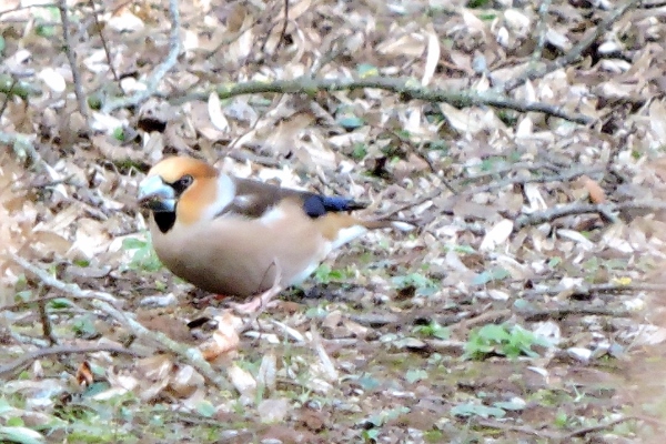 Hawfinch