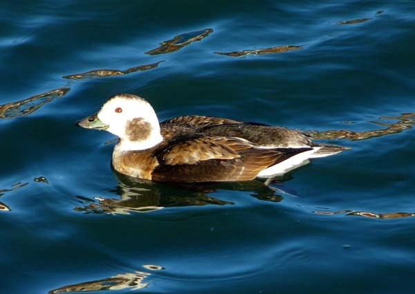 Long-tailed Duck