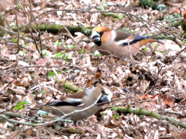 Hawfinch