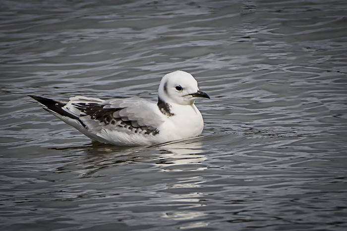 Kittiwake