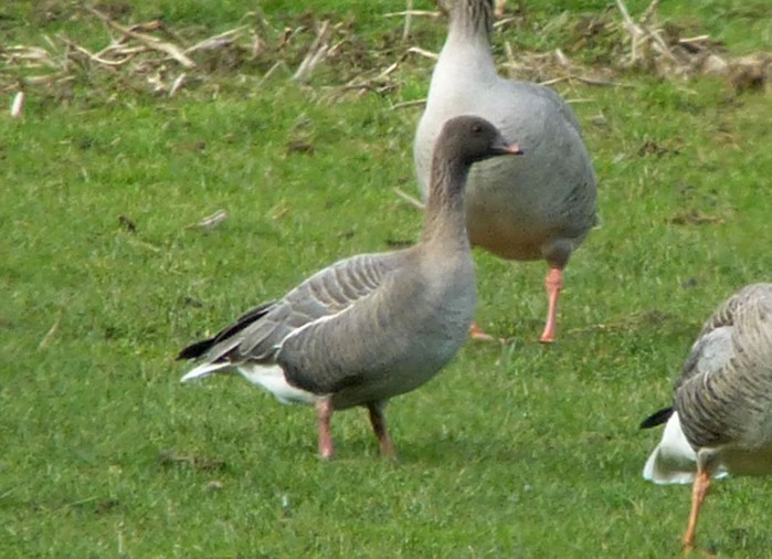 Pink-footed Goose