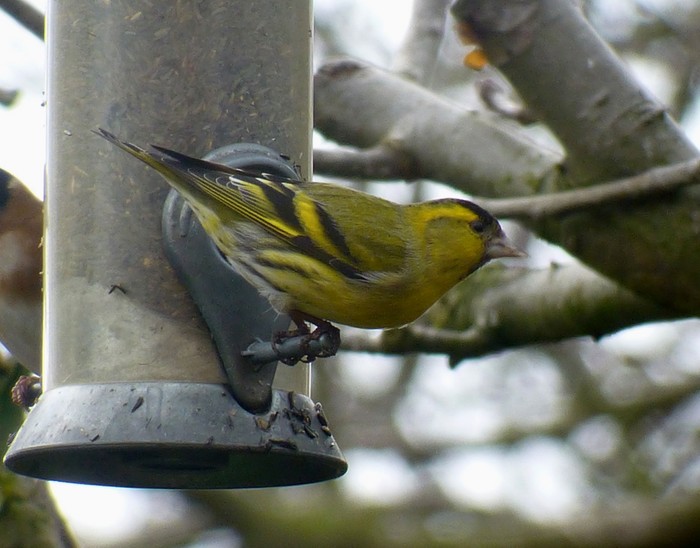 Siskin