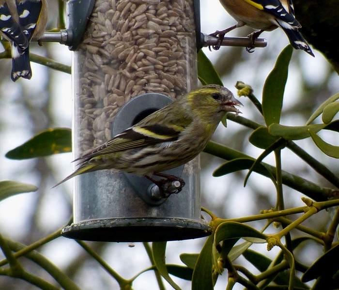 Siskin